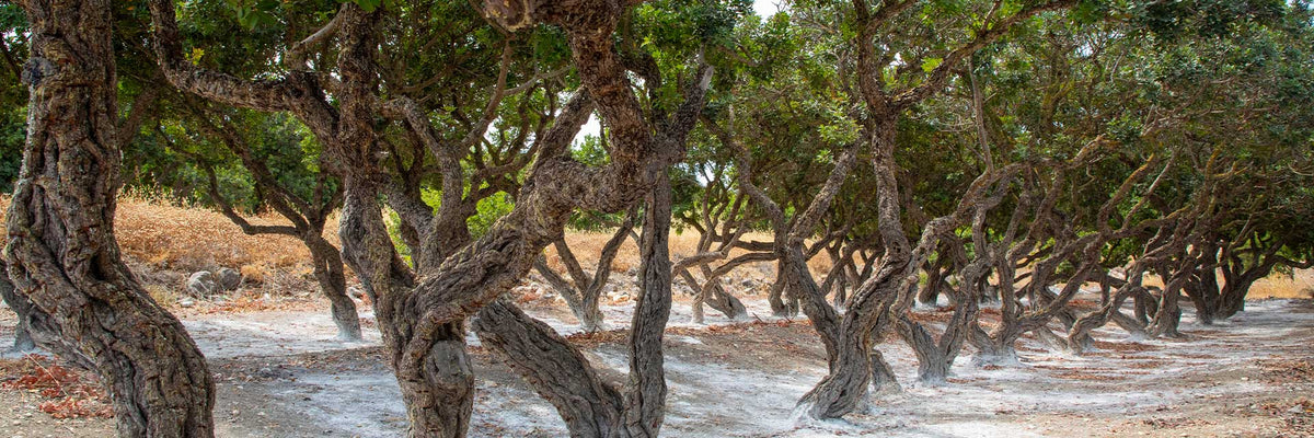 Mastic trees – skins